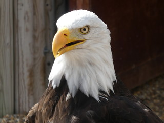Obraz premium bald eagle
