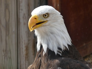 bald eagle
