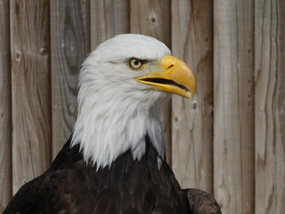 Obraz premium bald eagle
