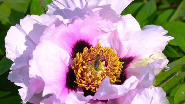 Pink flowers of peony tree