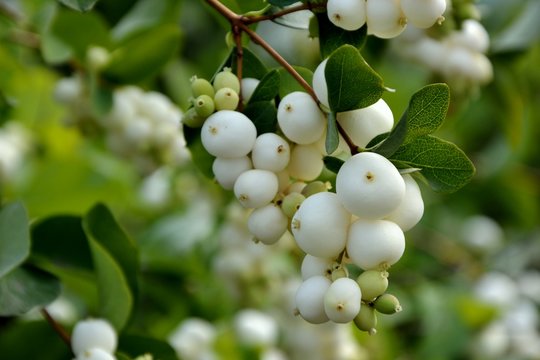 Branch with berries of snowberry in the garden closeup