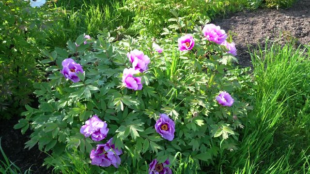 Pink flowers of peony tree