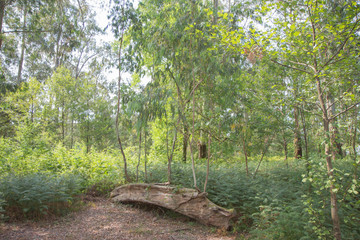 park in the center of the big city in the summer. In the atmosphere of evening light