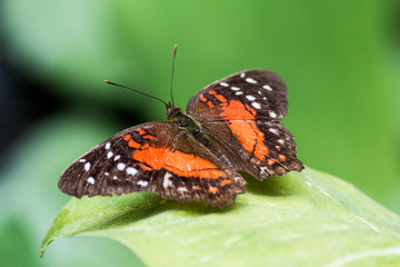 Fototapeta na wymiar Monarch Butterfly (Monarchfalter, Danaus plexippus)