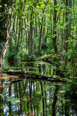 Trees standing in water in a german swamp area - Briesetal near Berlin