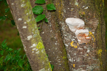 tinder fungus growing on bark of a tree
