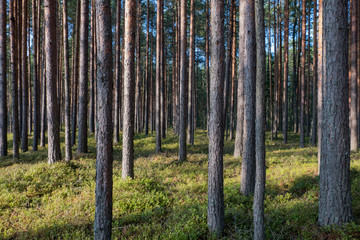 Fototapeta premium Landscape in the coniferous forest. Straight tree trunks. Pine trees grow straight and make a beautiful texture of thickets. Summer. day.