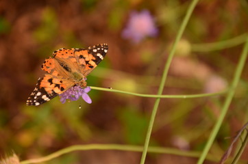 Obraz premium butterfly on flower