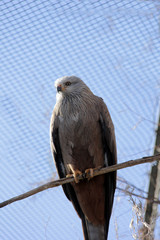 oiseau de proie