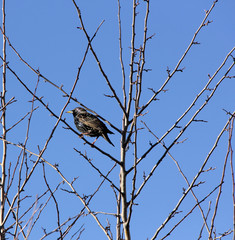 petit oiseau