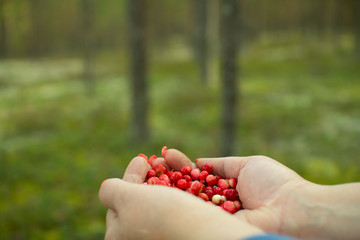 A handful of cranberries in the palms, against the forest.