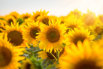 Obraz premium Close up picture of blooming golden sunflowers against sunset in the evening