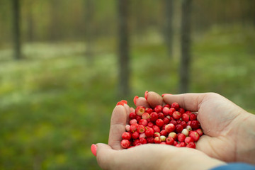 A handful of cranberries in the palms, against the forest.