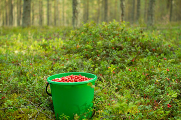 A plastic bucket of cranberries stands in a pine forest.
