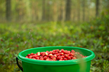A plastic bucket of cranberries stands in a pine forest.