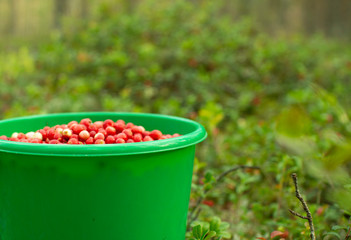 A plastic bucket of cranberries stands in a pine forest.