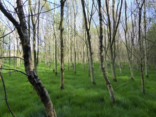 Obraz premium Forest