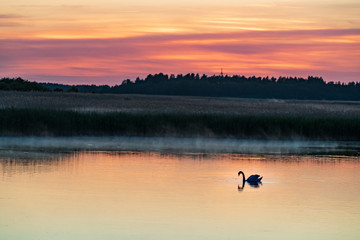 Evening sunlight on coast, pink and golden clouds, swan and sky reflection on water. Beach in summer. Seaside natural environment. Shore in Laelatu, small island in Estonia. Nature Reserve in North