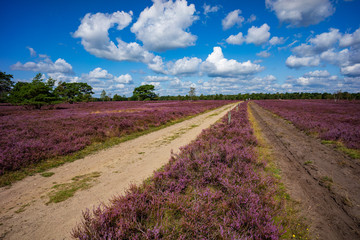 Obraz premium Lüneburger Heide - Heidschnuckenweg