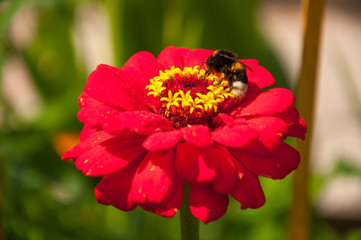 Flowers in the Park closeup