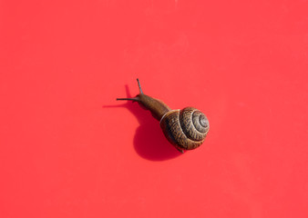 Snail on a colored background. Brown shell. Grape snail is a delicacy, it is eaten as a full, healthy product. It is also bred for use in cosmetology and the pharmaceutical industry.