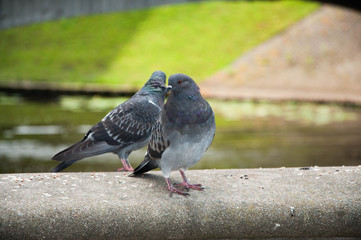 pigeon on the ground