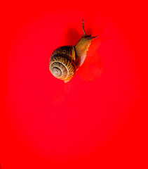 Snail on a colored background. Brown shell. Grape snail is a delicacy, it is eaten as a full, healthy product. It is also bred for use in cosmetology and the pharmaceutical industry.