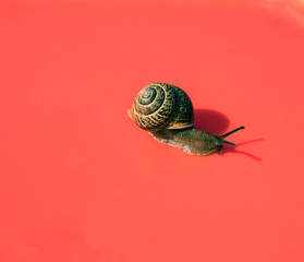Snail on a colored background. Brown shell. Grape snail is a delicacy, it is eaten as a full, healthy product. It is also bred for use in cosmetology and the pharmaceutical industry.