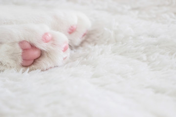 Fototapeta na wymiar close up of pink kitten cat paw on white blanket 