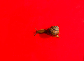 Snail on a colored background. Brown shell. Grape snail is a delicacy, it is eaten as a full, healthy product. It is also bred for use in cosmetology and the pharmaceutical industry.