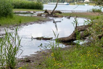 Idyllischer Flusslauf eines Altarms des Rheins mit schönem Flussdelta und Flussmündung bietet ein schönes Naherholungsgebiet für Familien mit Kindern zum Entdecken der Natur und des Wassers