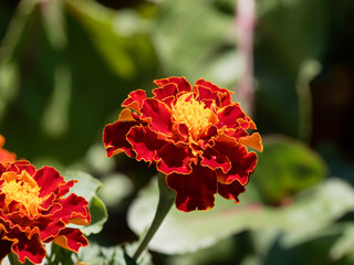 Close-up on French marigold (tagetes patula)