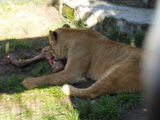 Obraz premium lion and lioness