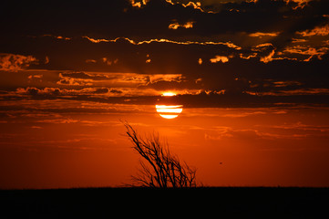 Close up of the sunrise over an Elk City field, silhouetting the stark bushes and landscape and...