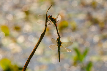 Dragonflies in tandem silhouetted against a bokeh background