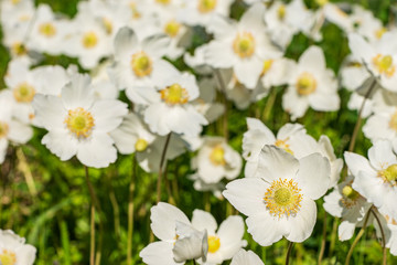 Obraz premium White blooming flower in natural environment. Anemone sylvestris, in English wood anemone, windflower, thimbleweed, and smell fox.