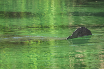 Manatee Tail in Green Water