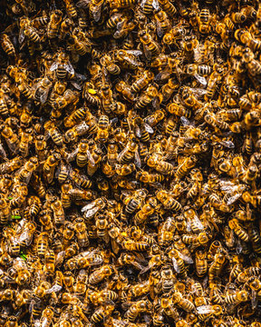 A swarm of European honey bees clinging to a bee queen on a bush