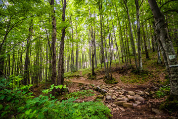 Beautiful green forest background photo