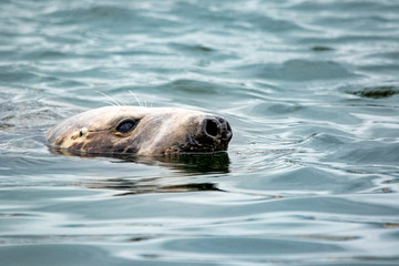 Grey Seal - (Halichoerus grypus) 