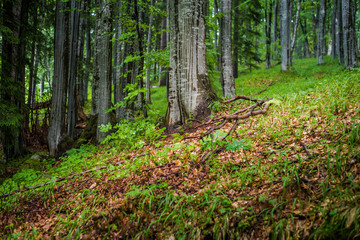 Beautiful green forest background photo