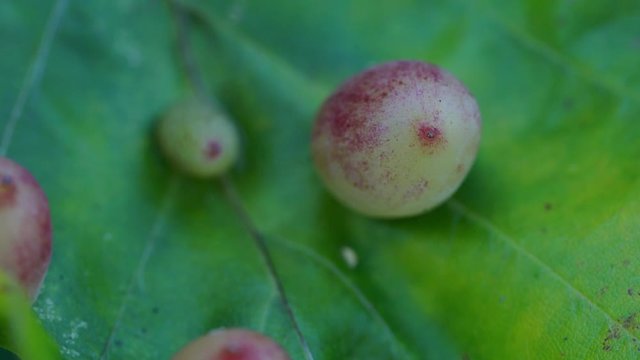 Leaf beech with parasitoid larvae in gall (Mikiola fagi) - (4K)