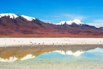 Volcanoes and lagoon with pink flamingos on high-altitude Altiplano plateau, Bolivia.