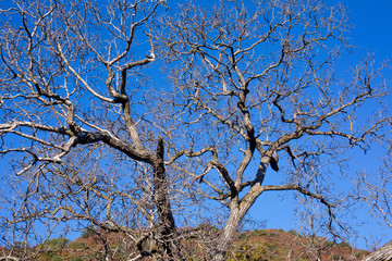 Nature and culture of Georgia