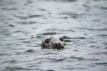Obraz premium Grey Seal - (Halichoerus grypus) 