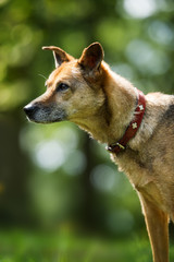 Old mixed breed dog standing in a summer meadow