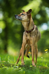 Old mixed breed dog in a summer meadow