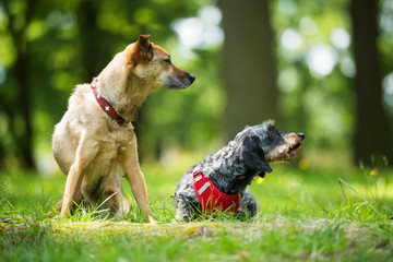 Two dogs sitting in a park