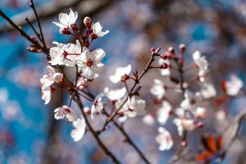 A walk in bloom (Vila Olímpica Barcelona)