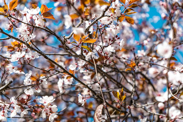 A walk in bloom (Vila Olímpica Barcelona)